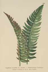 Kristtornbregne (Aspidium Lonchitis, Polystichum lonchitis)