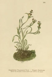Coppweed Hoppes (Gnaphalium Hoppeanum, Omalotheca hoppeana)