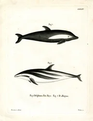 Timeglass Dolphin (farget gravering)