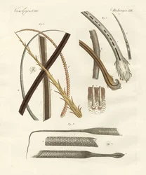 Menneske- og dyrehår