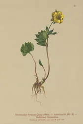 Hybrid ranunkel (Ranunculus Pythora, Ranunculus hybridus)
