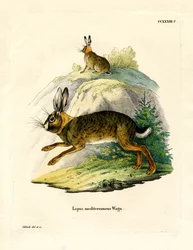 Iberisk hare (farget gravering)