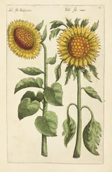 Illustrasjon fra "Florilegium ... behandling av forskjellige blomster og andre indeksplanter som levende avgrenset i to deler og fire språk arrangert