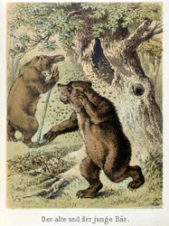 Illustrasjon av Franz Hoffmanns fortellinger "" Tales and Fables - Den unge bjørnen og den gamle bjørnen"": en ung bjørn angrepet av bier. Kromolitografi fra 1800-tallet.