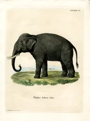 Indisk elefant (farget gravering)