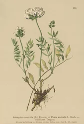 Indisk Milkvetch (Astragalus australis, Astragalus aboriginum, Phaca australis)