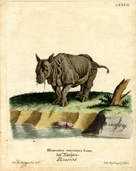 Indisk neshorn (farget gravering)