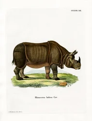 Indisk neshorn (farget gravering)