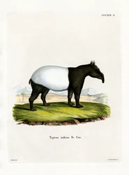 Indisk tapir (farget gravering)