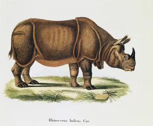 Indiske neshorn (Rhinoceros indicus), fra Pattedyr illustrert fra Nature med beskrivelser, av Johann Christian Daniel von Schreber (1739-1810), gravering og tegning av A Fleischmann, bind 6-7, tabell 317-DD, Tyskland