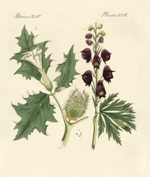 Innfødte giftige planter