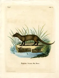 Javan Mongoose (farget gravering)