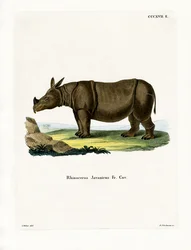 Javan Rhinoceros (farget gravering)