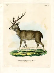 Javan Rusa (farget gravering)