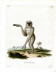 Javan Silvery Gibbon (farget gravering)