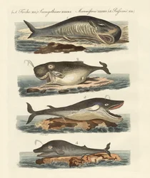 Typer hvaler