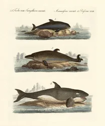 Typer hvaler