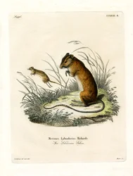 Labrador Jumping Mouse (farget gravering)