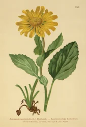 Storblomstret leopardbane (Aronicum scorpioides, Doronicum grandiflorum)