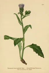 Storbladvurt (Saussurea macrophylla, Saussurea alpina ssp. macrophylla)