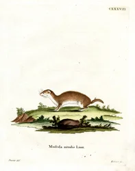 Least Weasel (farget gravering)