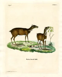 Lesser Mouse Deer (farget gravering)