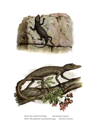 Lichtensteins kortfingrede gekko (farge litho)