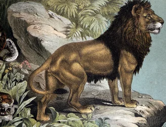 Lion - i "Natural History of Pattedyr", red. Schreiber, München