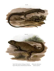 Øgle (farge litho)
