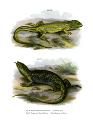 Øgle (farge litho)