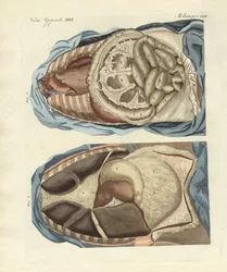 Plassering av tarmene i menneskekroppen