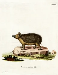 Langøret pinnsvin (farget gravering)