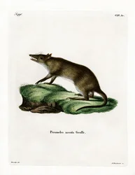 Langneset Bandicoot (farget gravering)