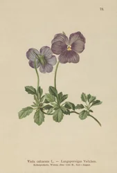 Langsporet fiolett