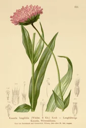 Langbladet enkeblomst (Knautia longifolia)