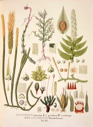 Lycopodium and Brachymenium, bord XX fra 