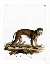 Malbrouck Monkey (farget gravering)