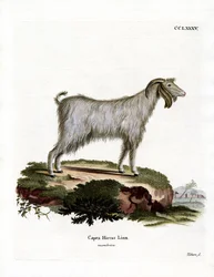 Mamber Goat (farget gravering)
