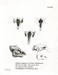 Manatee Skulls (farget gravering)