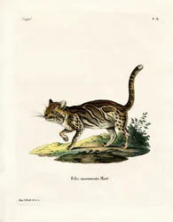Marmorert katt (farget gravering)