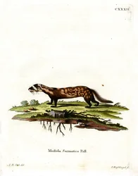 Marmorert Polecat (farget gravering)