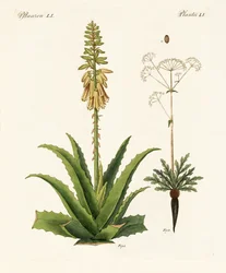 Medisinske planter