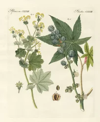 Medisinske planter