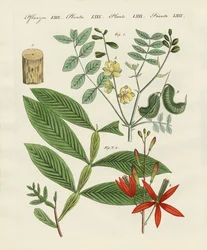 Medisinske planter