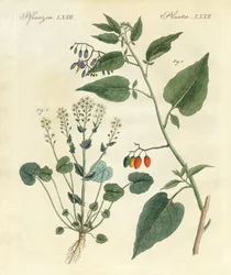 Medisinske planter