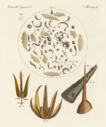 Mikroskopiske gjenstander