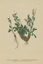 Mignonette-bladet bitterkarse (Cardamine resedifolia, Arabis bellidioides, Cardamine heterophylla)