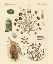 Form