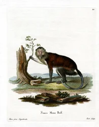 Mona Monkey (farget gravering)