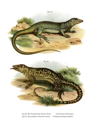 Monitor Lizard (farge litho)